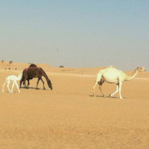 12 ώρες στην έρημο