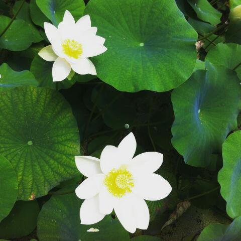 Βόλτα στον Βοτανικό κήπο.